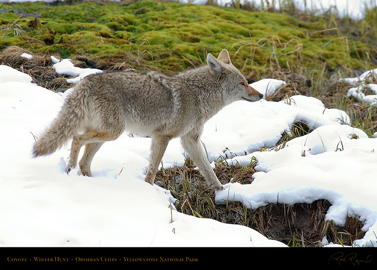 Coyote_WinterHunt_6877