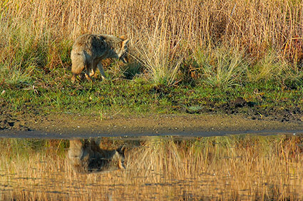 Coyote_atSunrise_FloatingIslandLake_0242