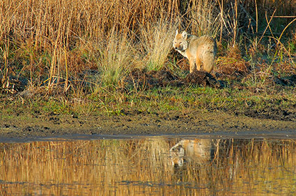 Coyote_atSunrise_FloatingIslandLake_0250