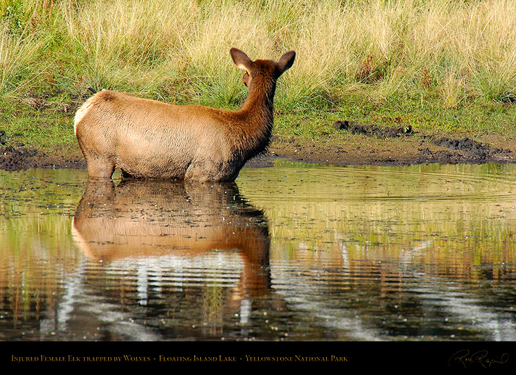 Elk_Trapped_inFloatingIslandLake_7799