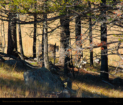 Wolves_FloatingIslandLake_7808M