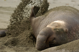 ElephantSeal_3881