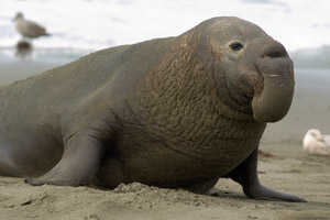 ElephantSeal_3895