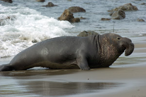 ElephantSeal_3930