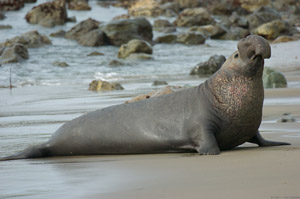 ElephantSeal_3936