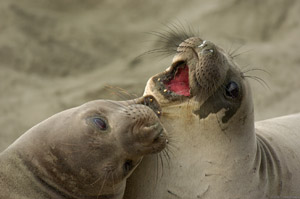 ElephantSeal_Fight_3954