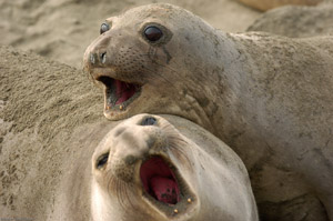 ElephantSeal_Fight_3964