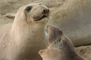 ElephantSeal_Fight_3983