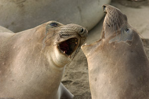 ElephantSeal_Fight_3989