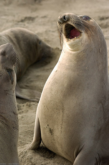 ElephantSeal_Fight_3999