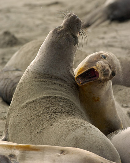 ElephantSeal_Fight_4047