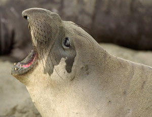 ElephantSeal_FightingDisplay_3949