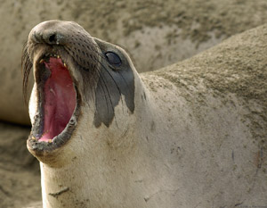 ElephantSeal_FightingDisplay_3962