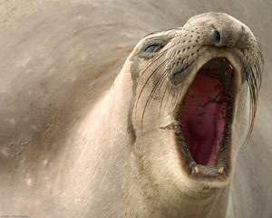 ElephantSeal_FightingDisplay_3974