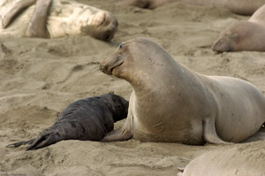 ElephantSeal_Mother_andPup_4038