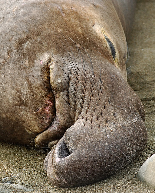 ElephantSeal_Siesta_3880