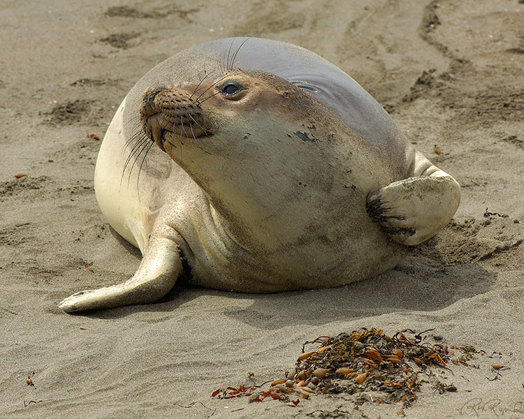 ElephantSeal_WhoME_X0219