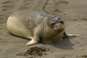 ElephantSeal_X0221