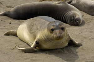 ElephantSeal_X0223