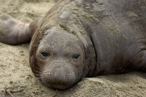 ElephantSeal_pup_3934