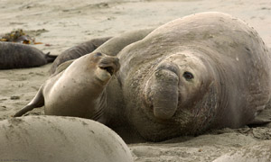 ElephantSeals_3894