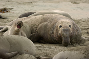 ElephantSeals_3897