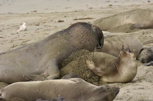 ElephantSeals_3976