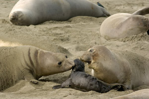 ElephantSeals_4023