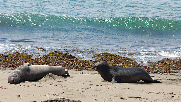 ElephantSeals_X4385