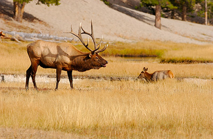 ElkBugling_NorrisJunction_0008