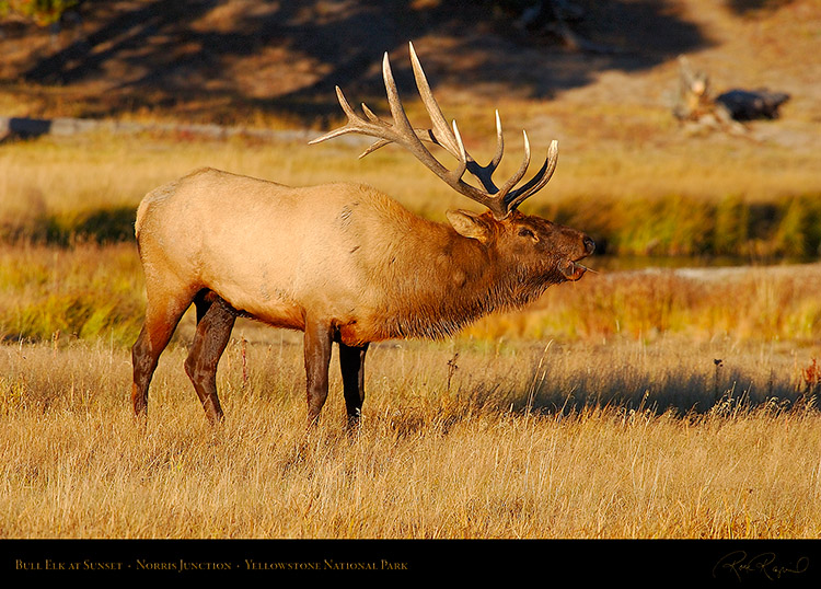 Elk_Bugling_atSunset_NorrisJunction_0703