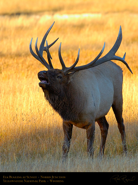 Elk_Bugling_atSunset_NorrisJunction_0730c