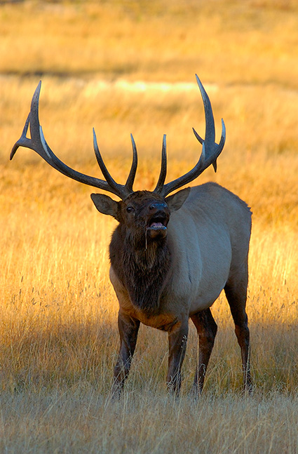 Elk_Bugling_atSunset_NorrisJunction_0736