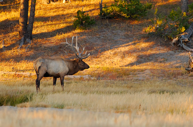 Elk_atSunset_NorrisJunction_0092