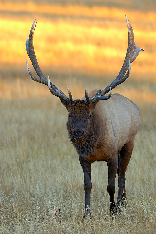 Elk_atSunset_NorrisJunction_0792