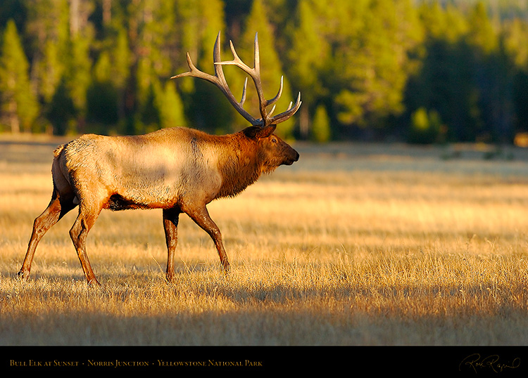 Elk_atSunset_NorrisJunction_9855