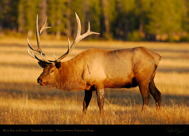 Elk_atSunset_NorrisJunction_9863