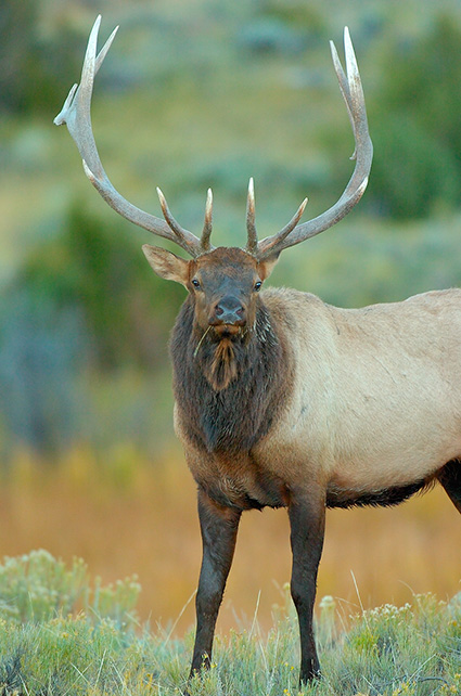 Elk_DawnPortrait_LowerMammoth_0182