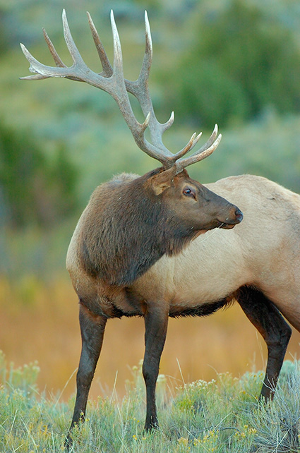 Elk_DawnPortrait_LowerMammoth_0194