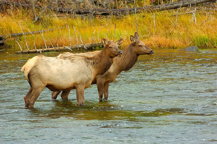 ElkCrossing_MadisonRiver_0787