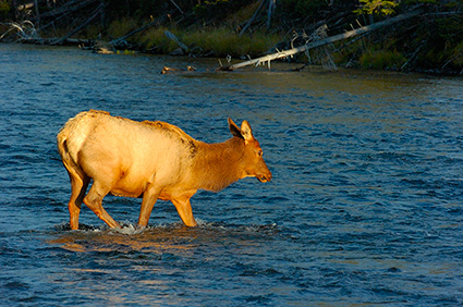 ElkCrossing_atSunset_MadisonRiver_1111