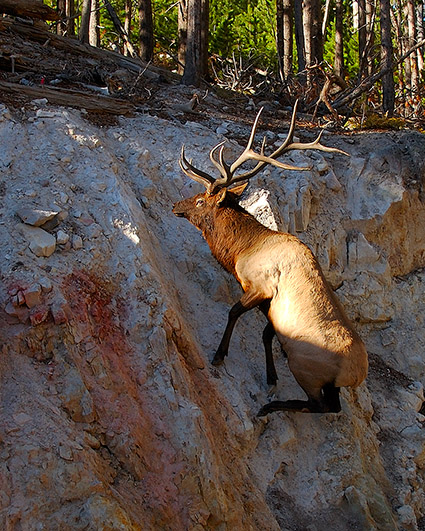 Elk_Climbing_SteepSlope_8771c