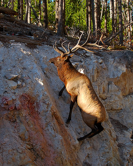 Elk_Climbing_SteepSlope_8772c