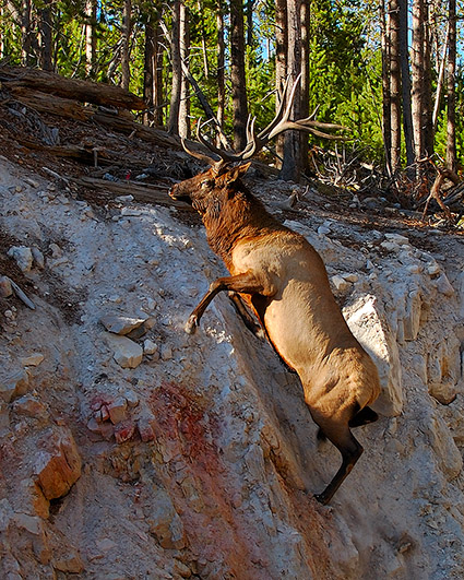 Elk_Climbing_SteepSlope_8774c