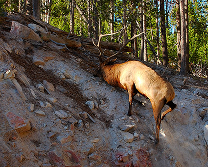 Elk_Climbing_SteepSlope_8779M