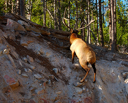 Elk_Climbing_SteepSlope_8784M