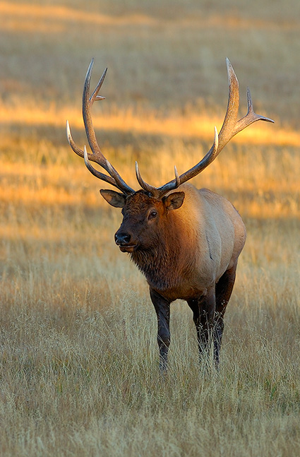 Elk_atSunset_NorrisJunction_0787