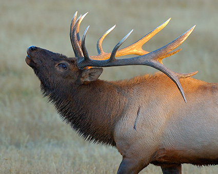 Elk_atSunset_NorrisJunction_0835M