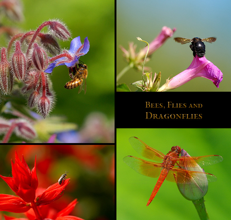 Bees_Flies