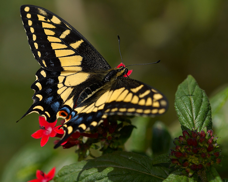 Anise_Swallowtail_X4356M